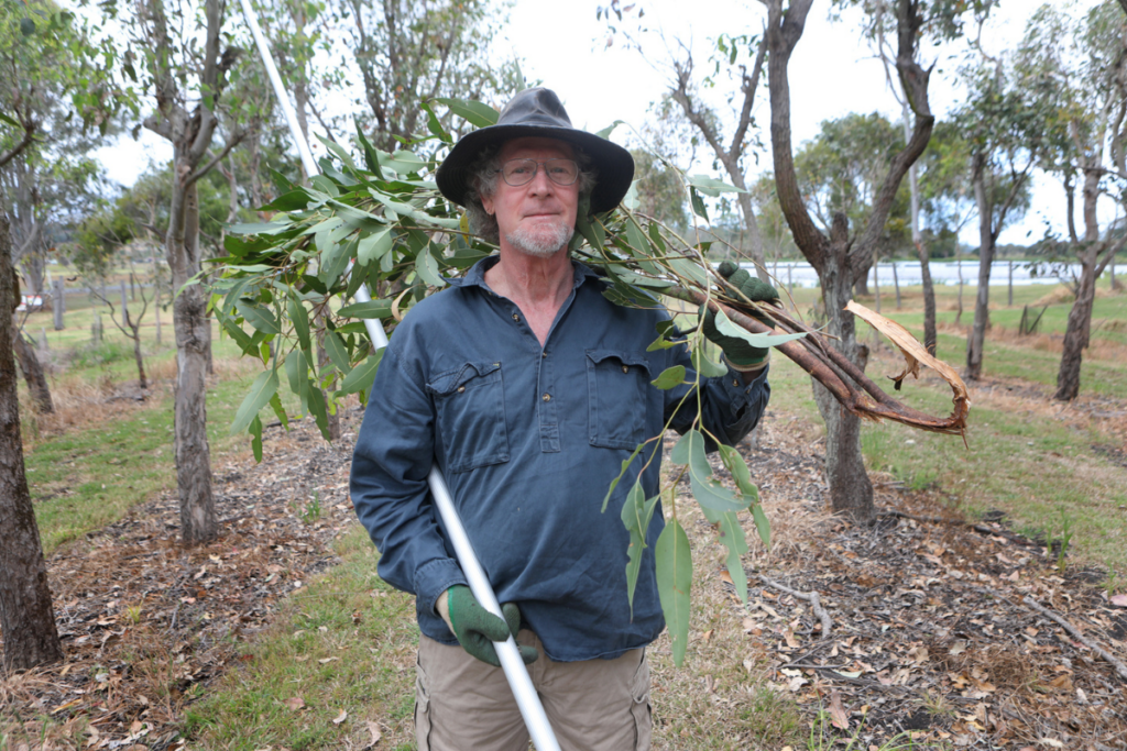 Graham is bringing in the good leaf for our koalas to eat