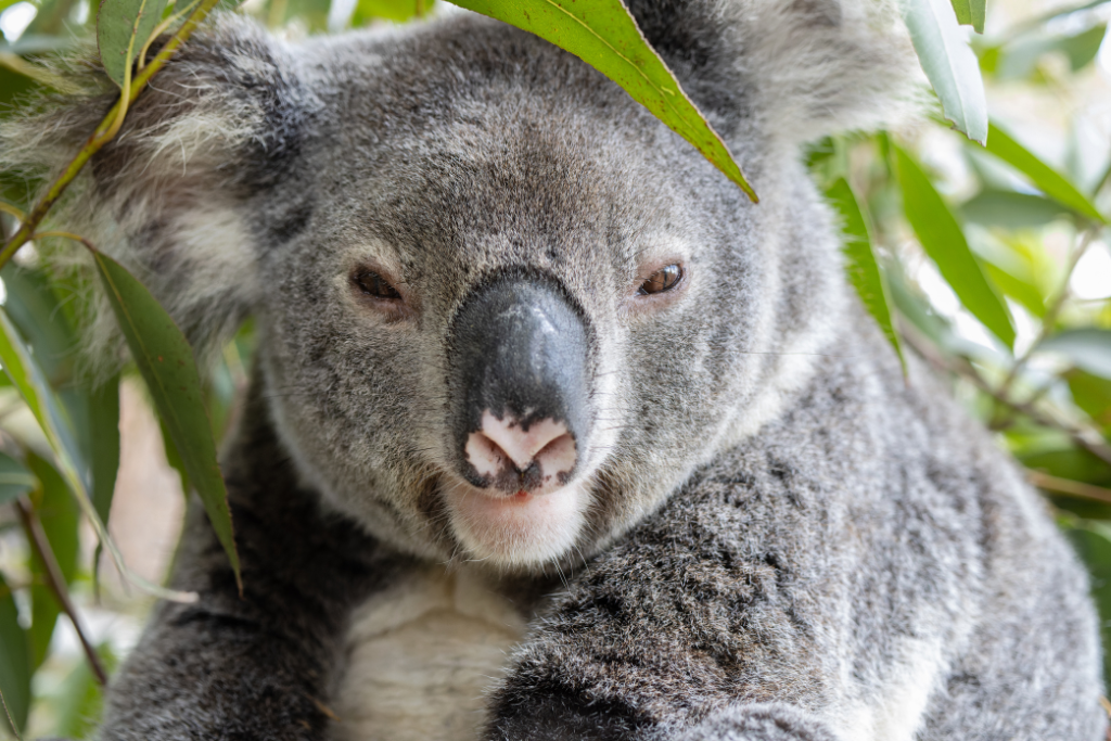 Koala habitat restoration