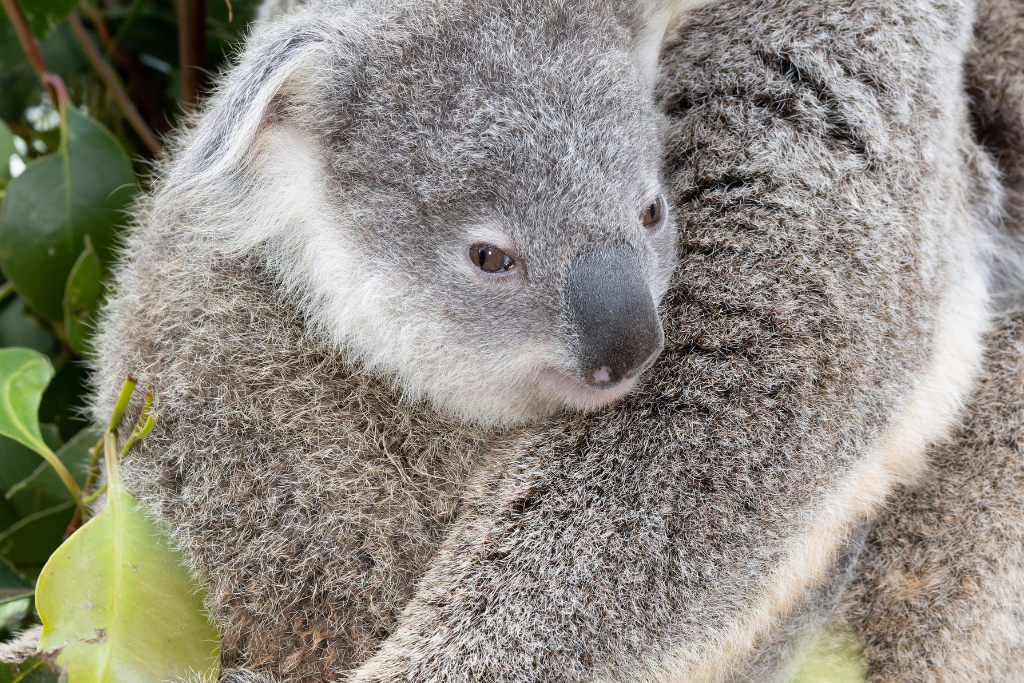 Save the Koala - Plant more trees!