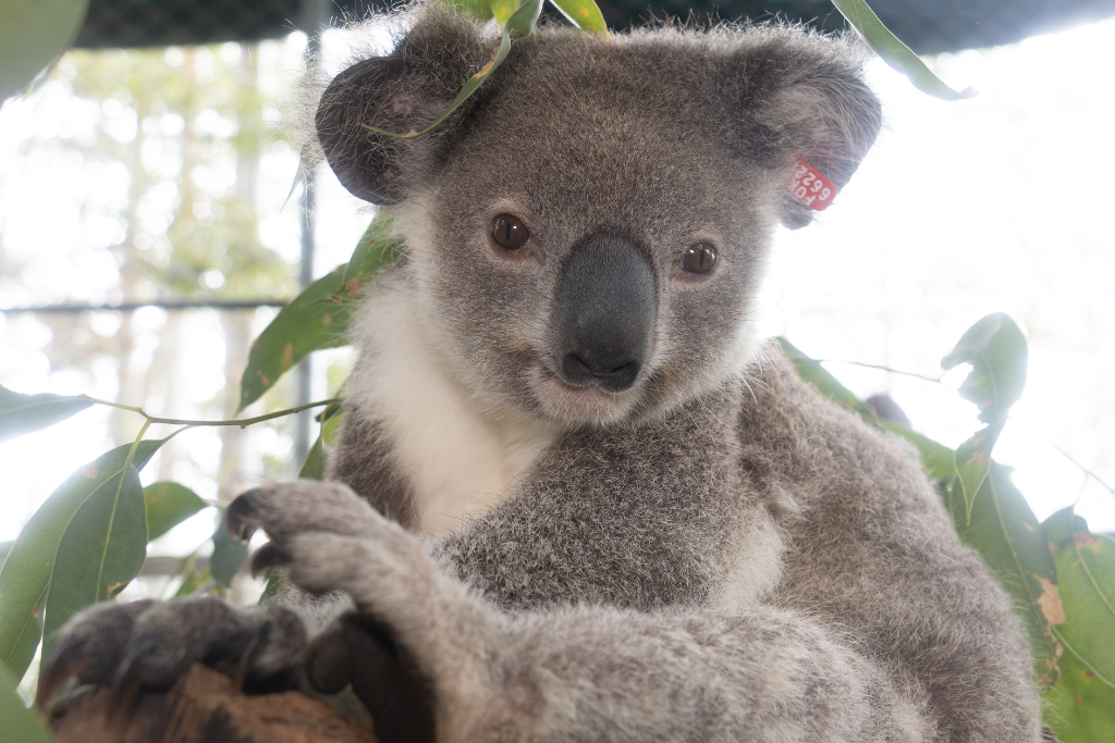 Lukas the koala has headed home to Pottsville