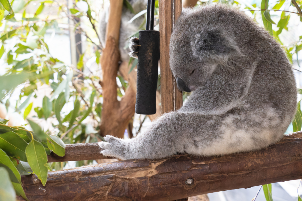 Caring for sick and injured koalas
