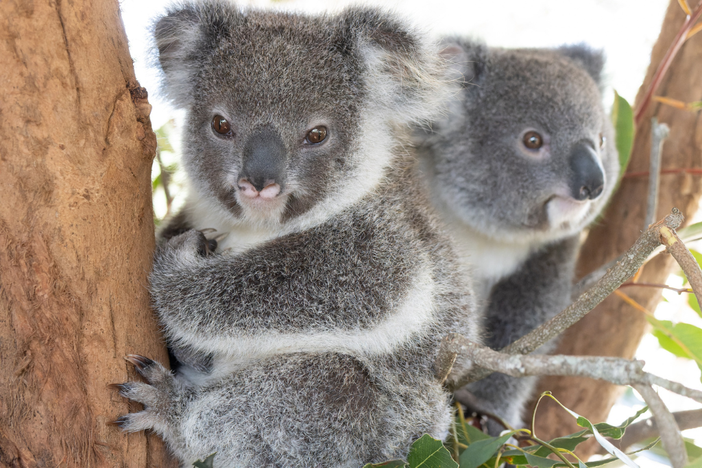 Friends of the Koala - Koala Kindy October