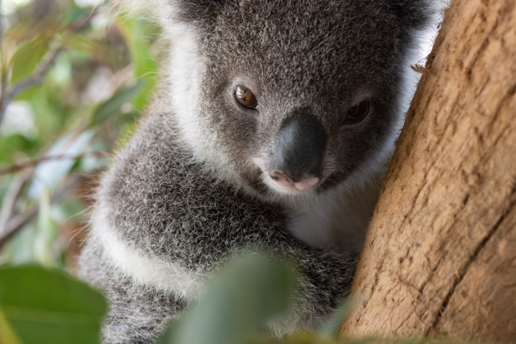 Koala mating season NSW