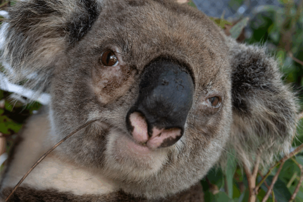 Mr Peanut is a koala with conjunctivitis and cystitis