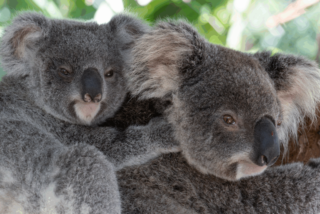 Mum Onyx and joey Selene at Friends of the Koala