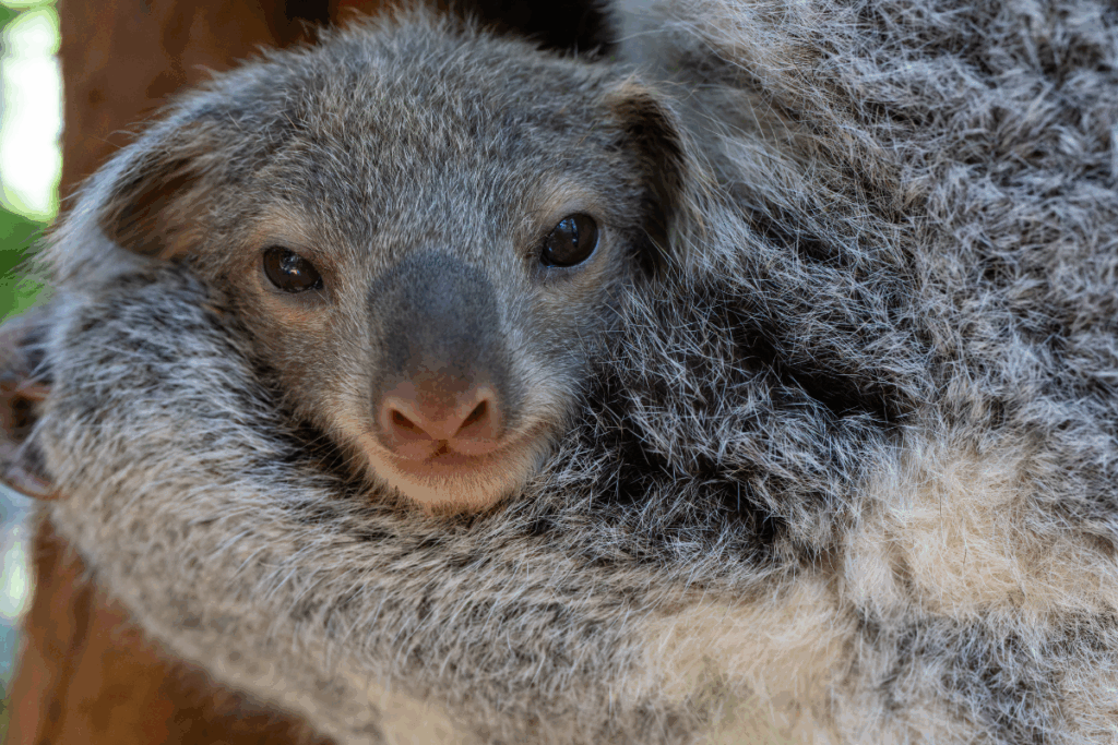 Mum and bub koala released back to the wild