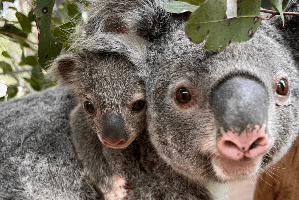 Mum and bub koala released back to the wild