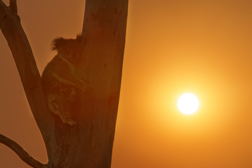 Help save koalas this bushfire season in Australia