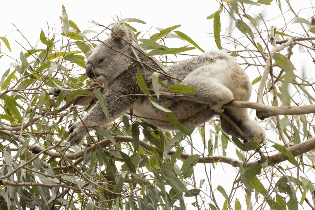 National Threatened Species Day
