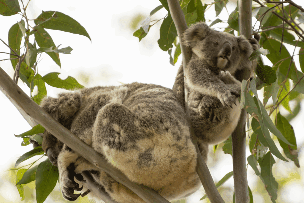 National Tree Day koala habitat restoration