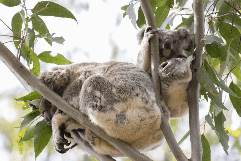 Help us restore koala habitat