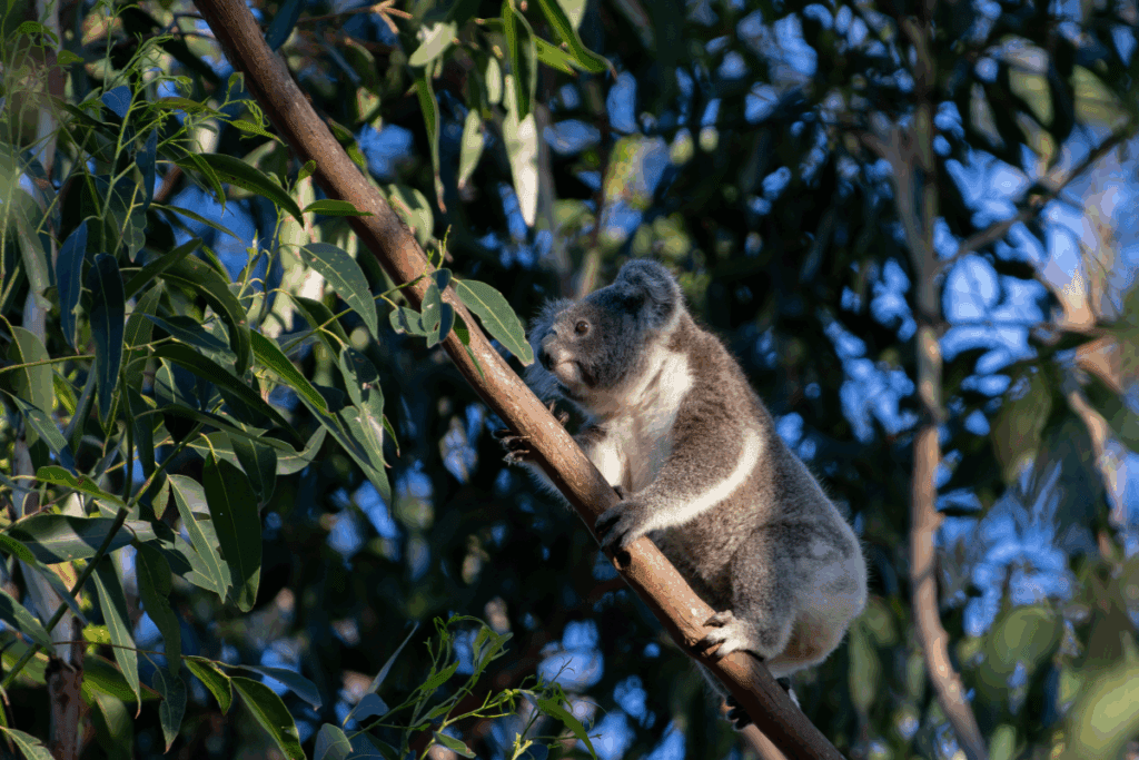 National Tree Day koala habitat restoration(2)