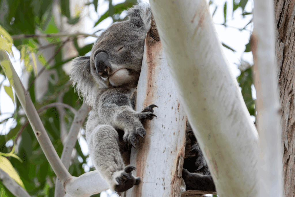 Plant trees for koalas