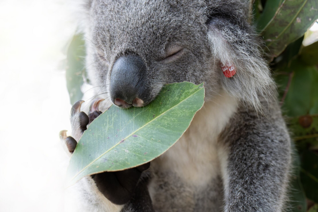 Report a Koala sighting