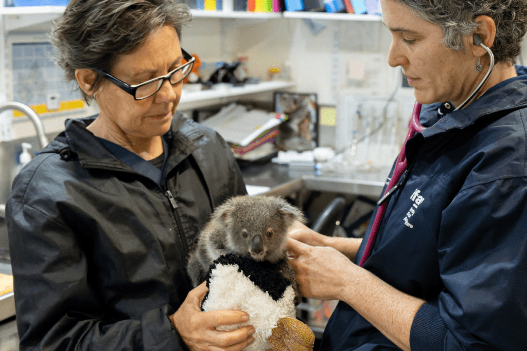 Our Koala Hospital Expansion will allow more space in the hospital itself, and more space for koalas to recover and prepare for their release back into the wild.
