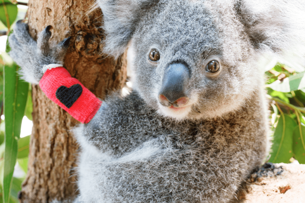 Our Koala Hospital expansion will allow us to help even more koalas in need, giving them the best possible chance to recover and return to the wild.