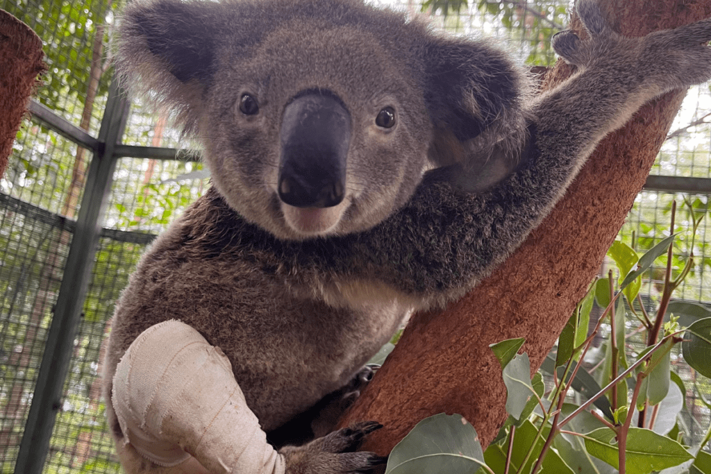 Our long-awaited Koala Hospital expansion is a huge step forward for koala care in our region.