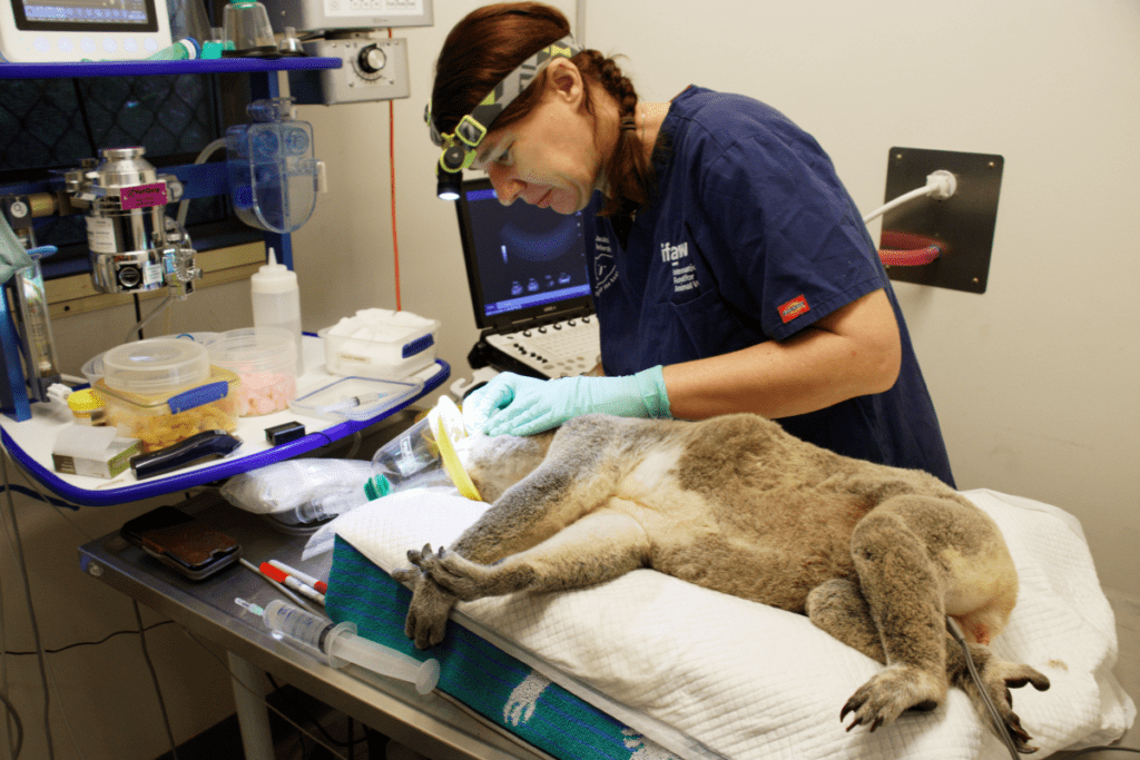 Our Northern Rivers Koala Hospital Expansion is scheduled to commence in early June!