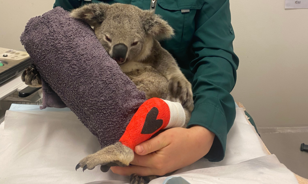If you can help us give koalas like Wilder a second chance