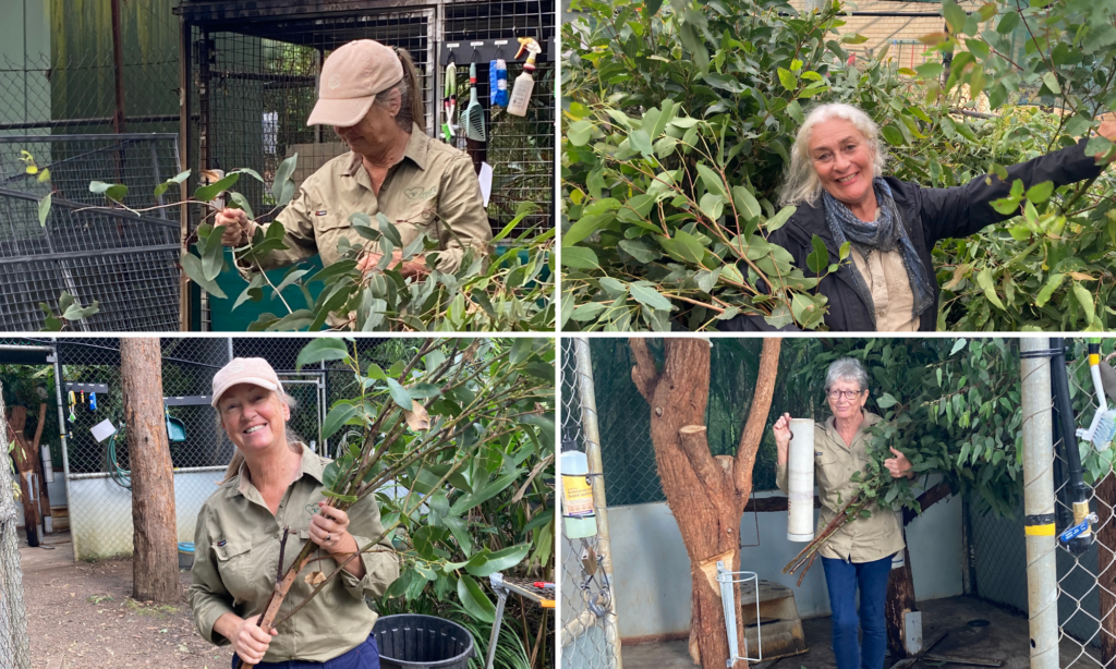 Vicky, Bettina and Petria all aat work - smiles all around. Happy National Volunteer Week 2026!!