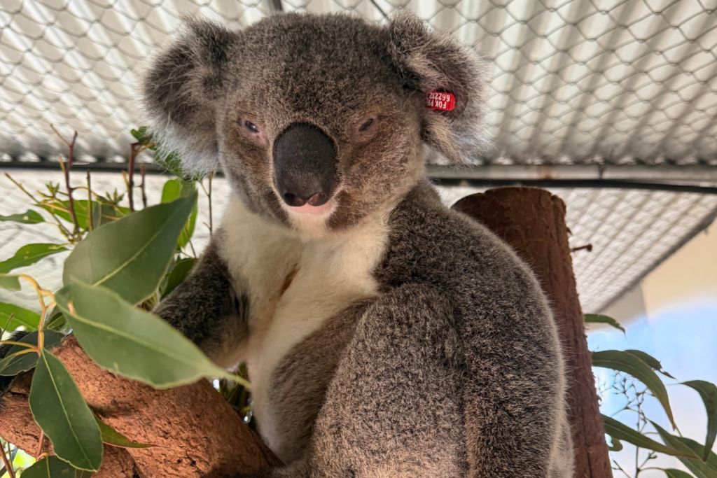 Laurel the koala moments before his release back into the wild in the Northern Rivers