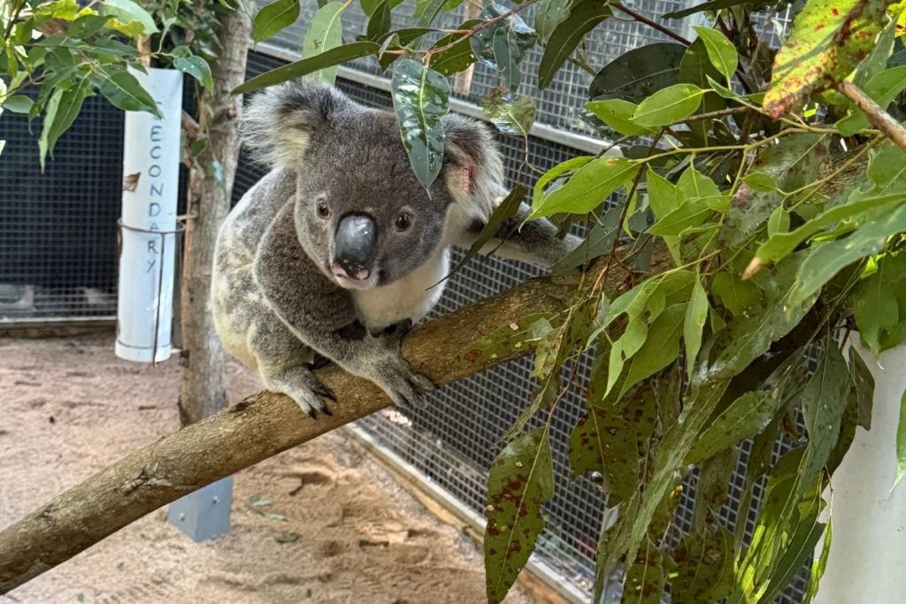 Bunyip the koala in his enclosure recovering from a leg injury before release