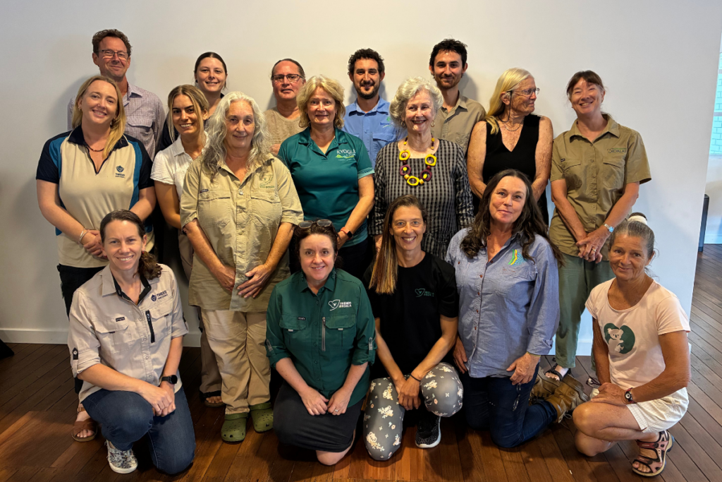 Northern Rivers koala conservation