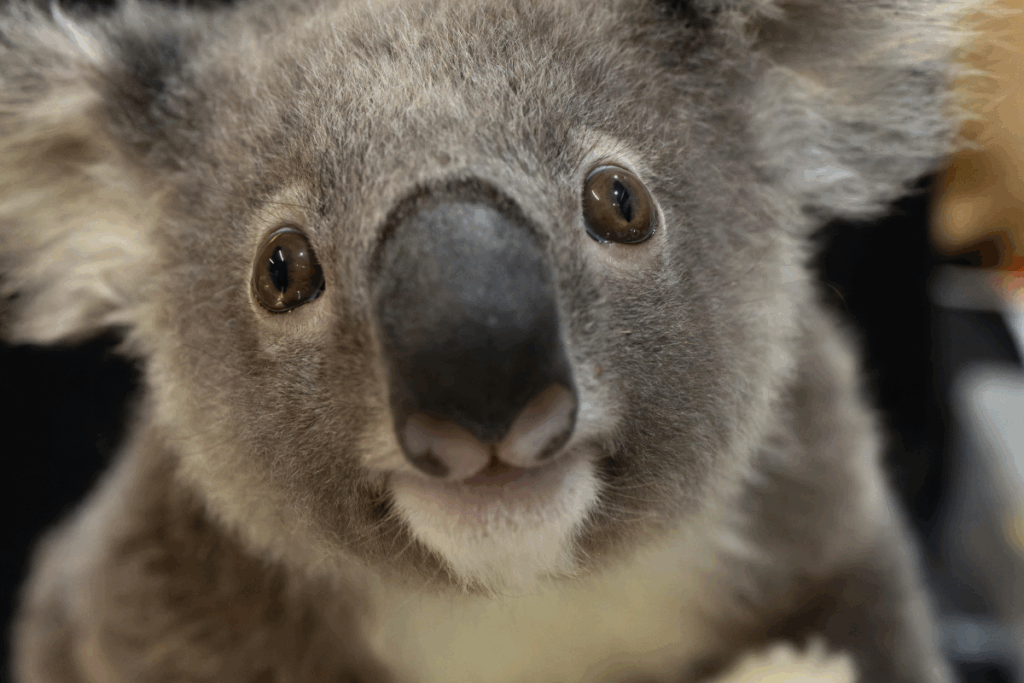 Orphaned joey Quatro at Friends of the Koala