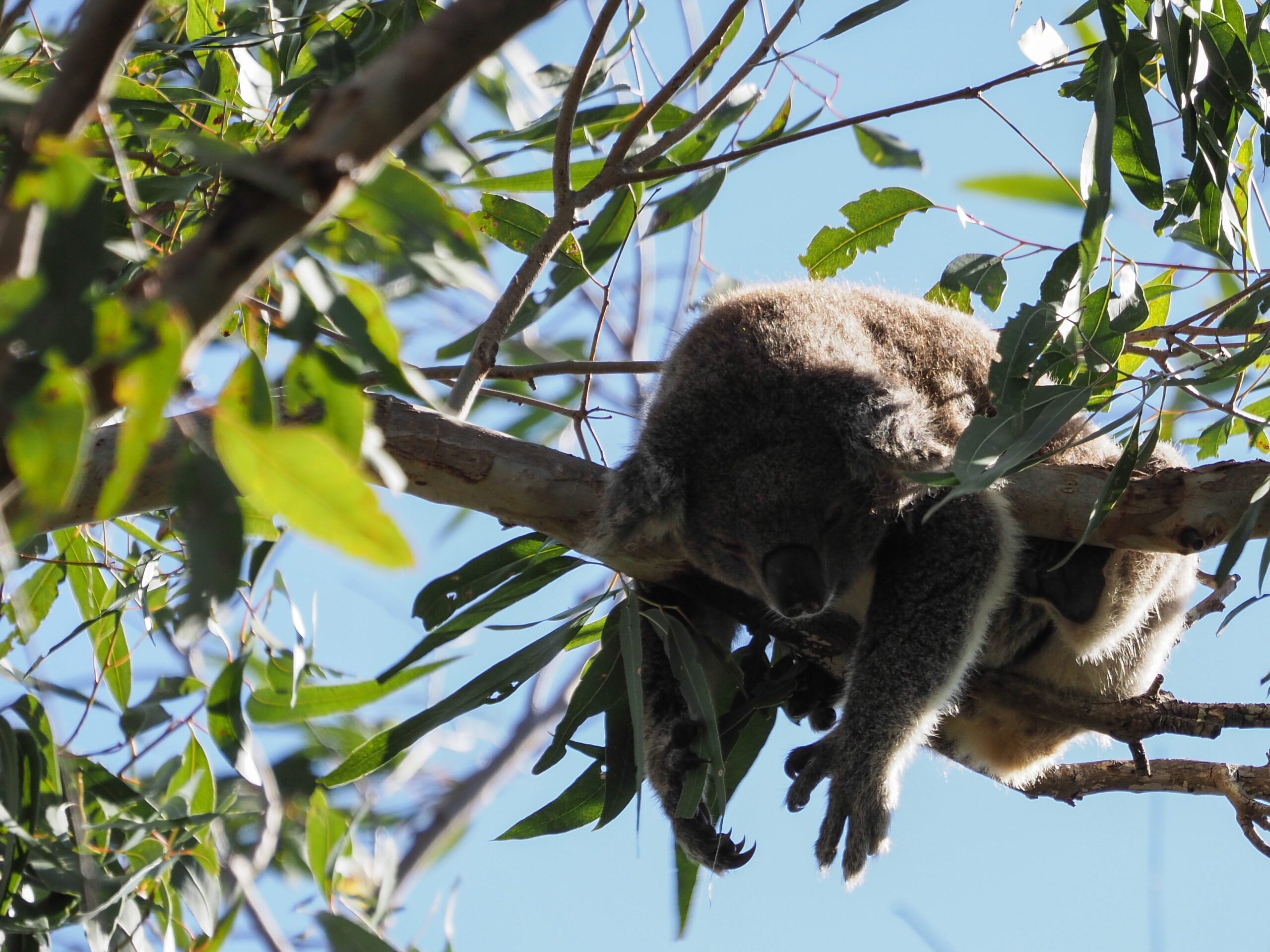 Koala On Tree