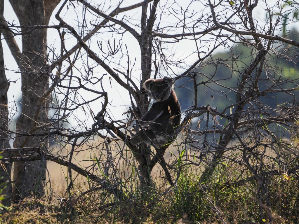 Koala Habitat East Coraki