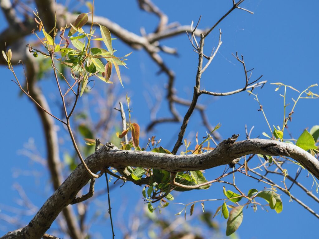 Koala Habitat East Coraki