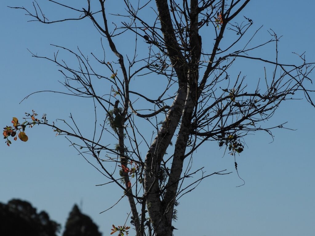 Koala Habitat East Coraki