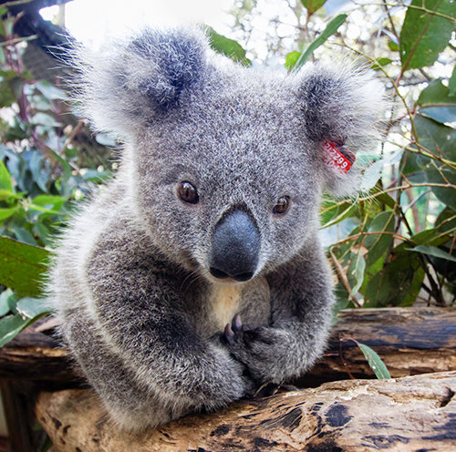 Pala The Koala