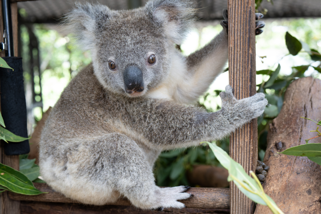 Koala rescue, rehabilitation and release