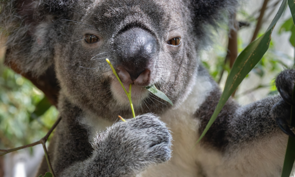 Our work is urgent and we need your help to save more koalas.