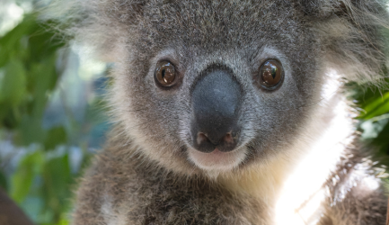 Partnerships are important to Friends of the Koala and mean that we can continue to do our work - saving koalas