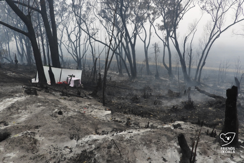 Aftermath of 2019/2020 bushfires