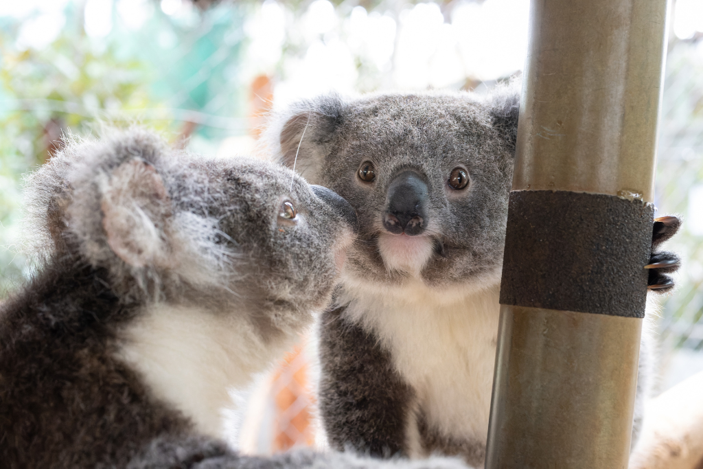 Cutest koala babies ever