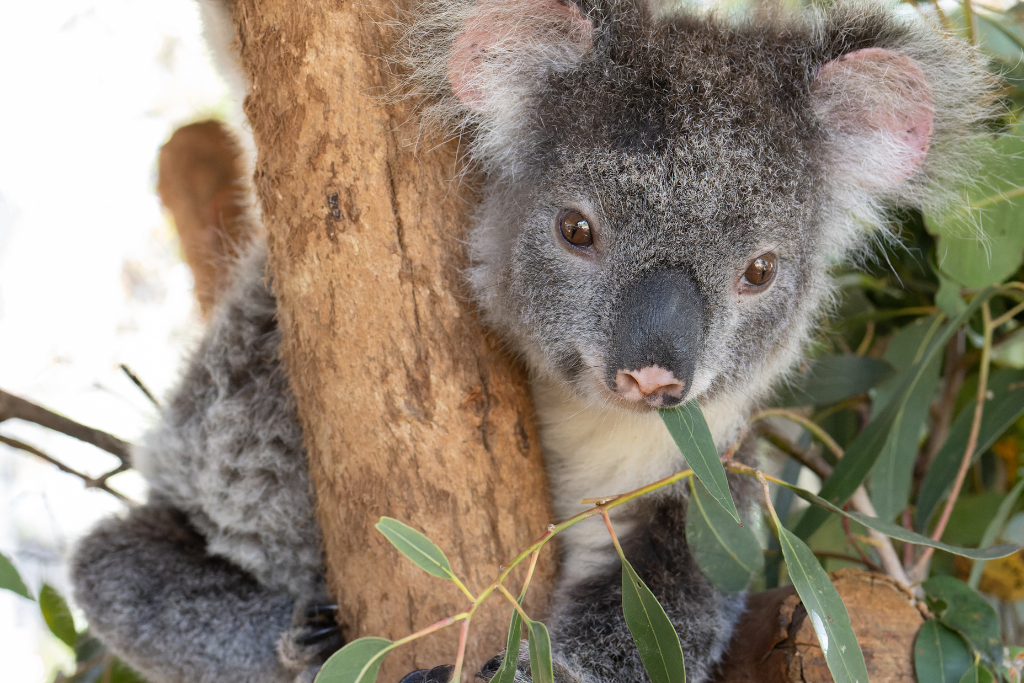 Friends of the Koala - Koala Kindy