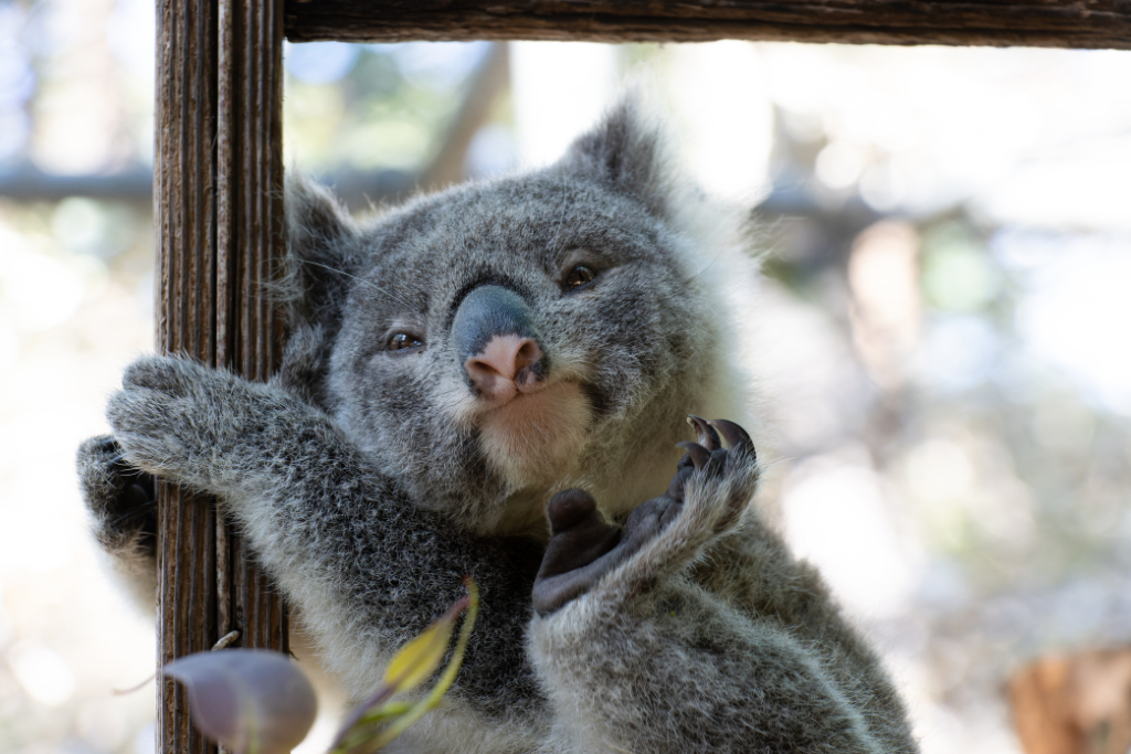 Koala joeys, koala kindy Northern NSW