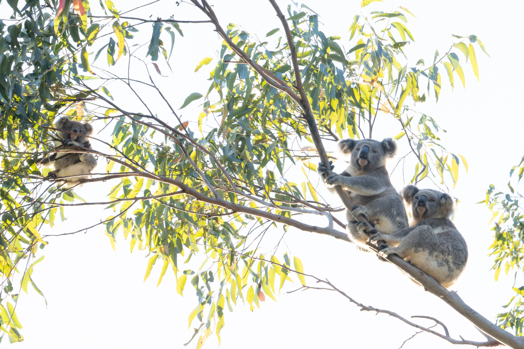 Save more koalas - plant more trees
