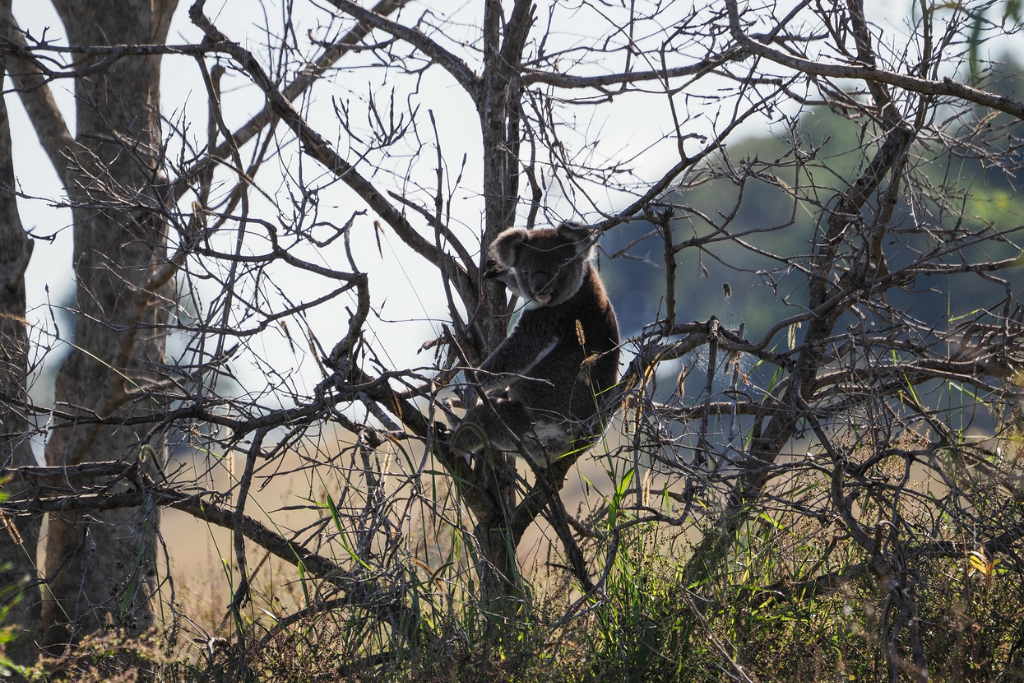 Save the Koala month - plant more trees