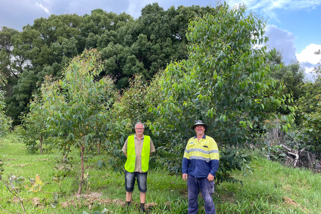 Save more koalas plant more trees