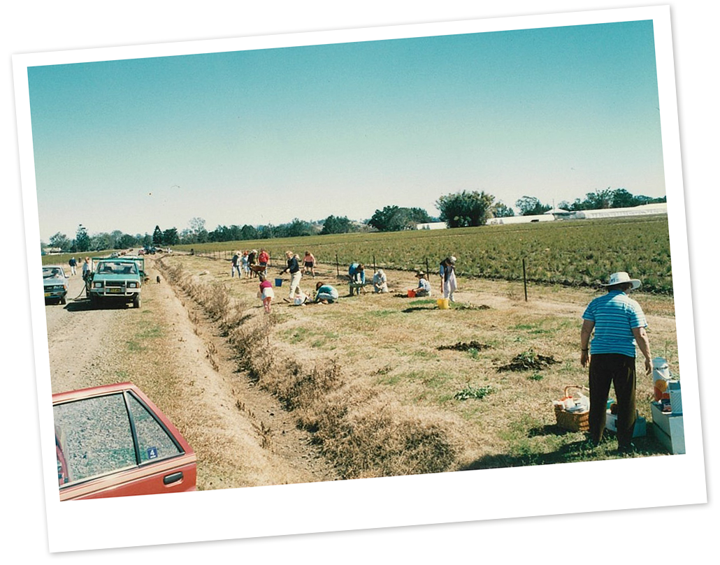 Planting gum trees: koala conservation reserve