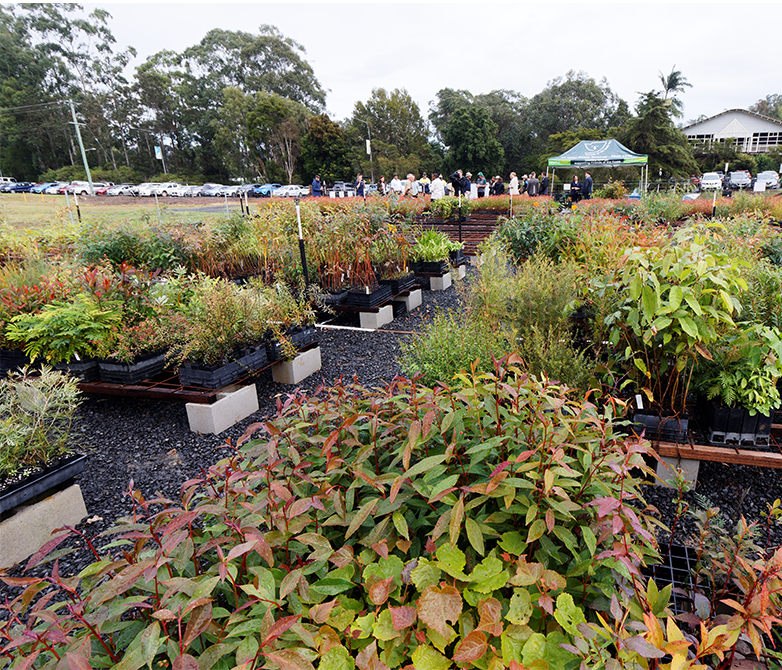 Nursery Northern Rivers