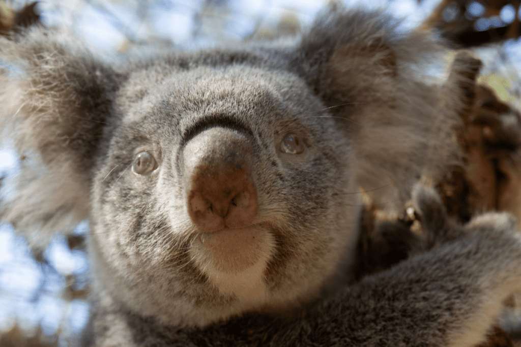 Polar Star is a koala who was rescued in 2024