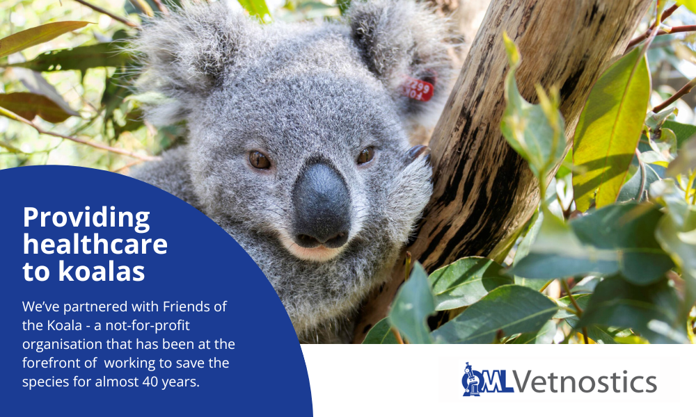 QML Vetnostics is helping to support the health care of koalas by partnering with the Friends of the Koala