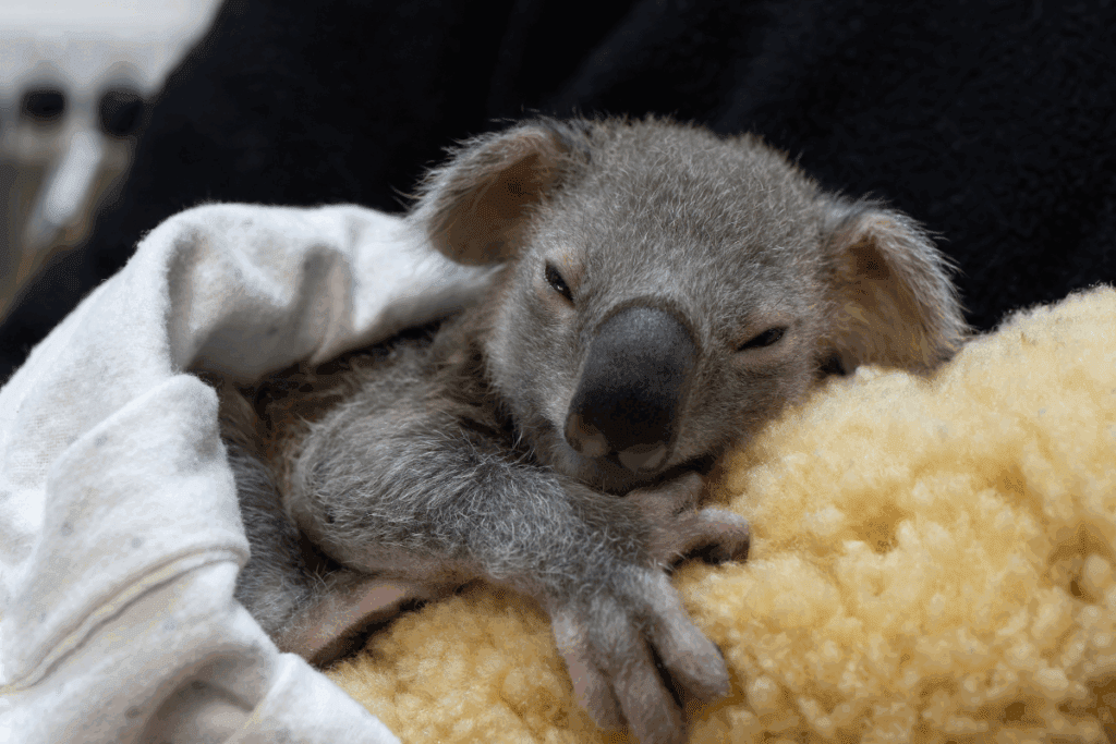 Quatro our little joey in Home Care is thriving with the help of Liz.