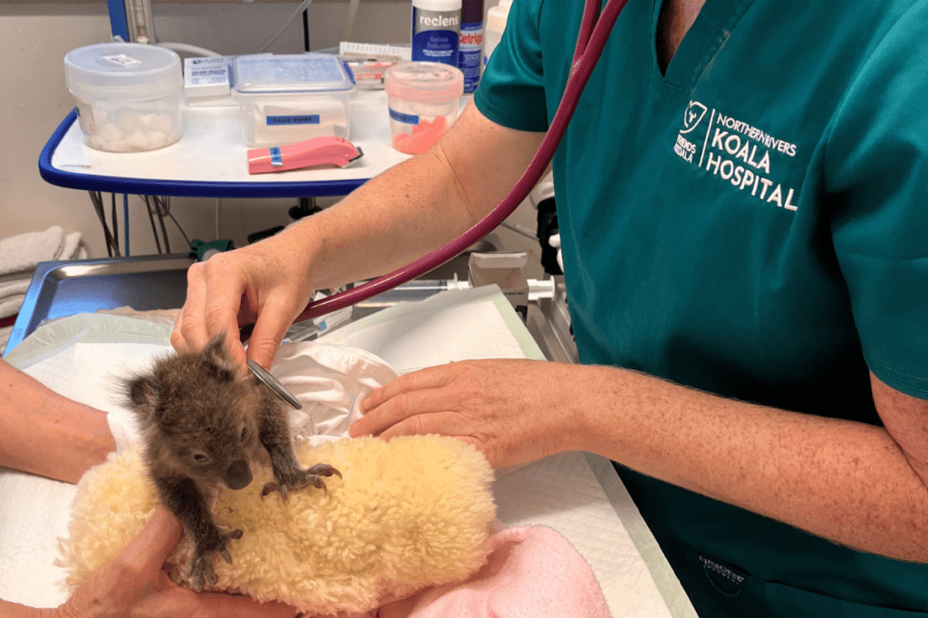 Chlamydia vaccine research in koalas