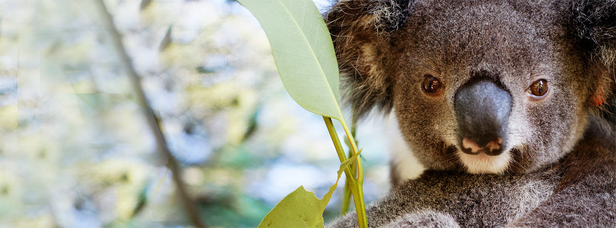 Regional Koala Conservation Strategy